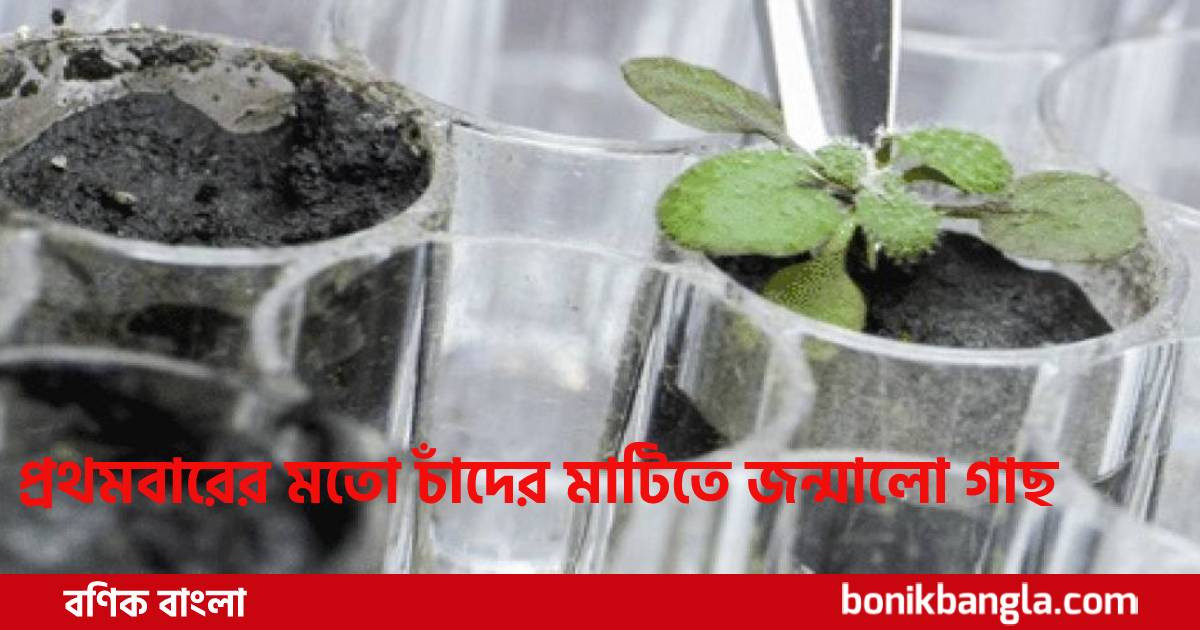 চাঁদের মাটিতে গাছ!