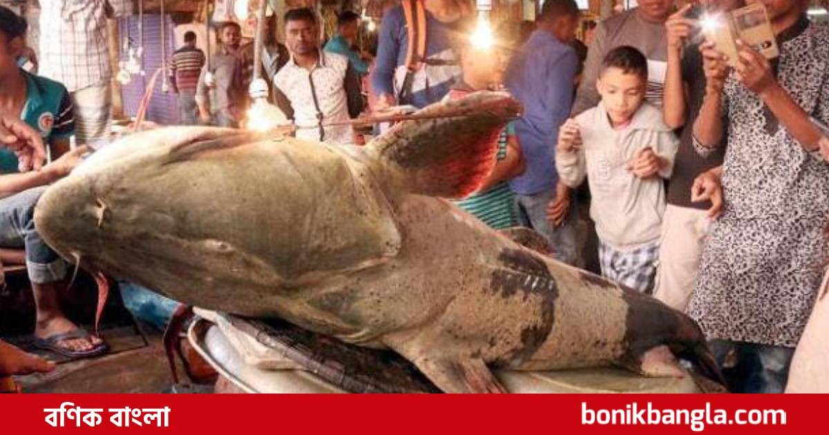 ২১ কেজির বাঘাইড়