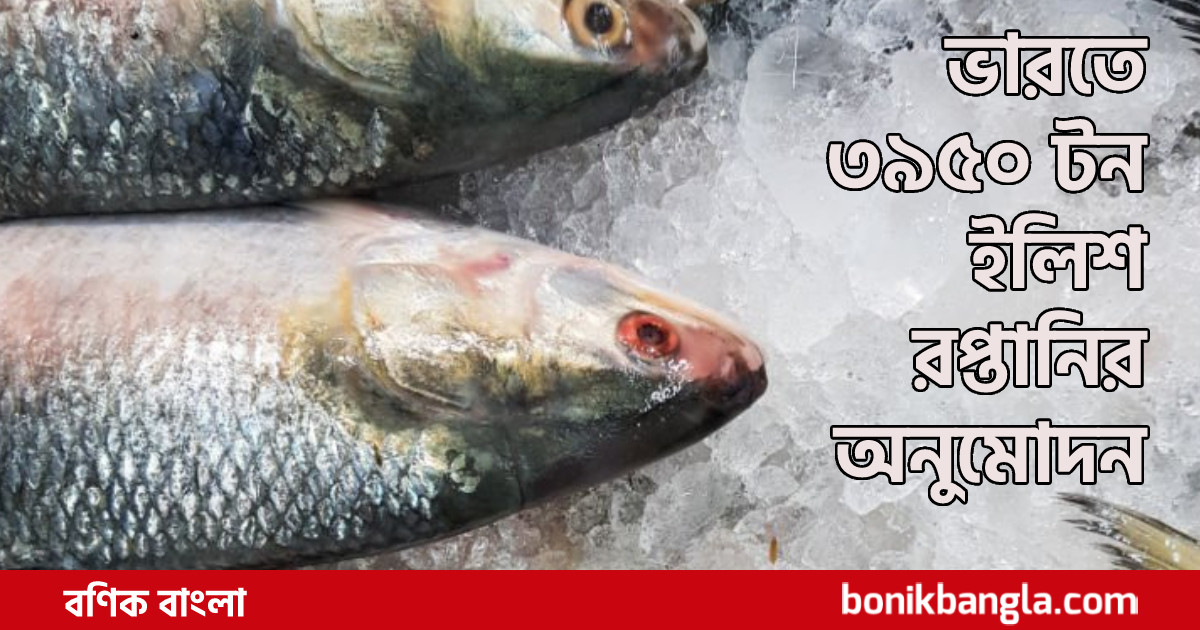 পুজোয় ভারত যাবে ইলিশ
