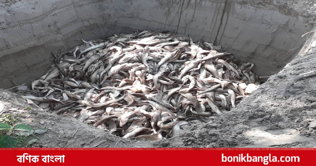 ৪০ মণ ডলফিন হাঙরের বাচ্চা উদ্ধার