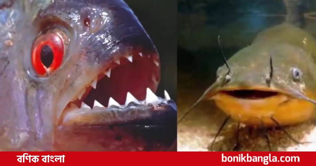 ঢাকার বাজারে রাক্ষুসে মাছ!